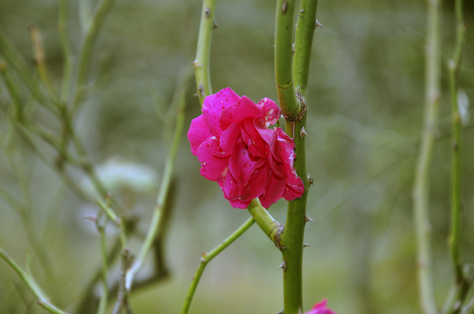 ...eine Rose im Herbst.....