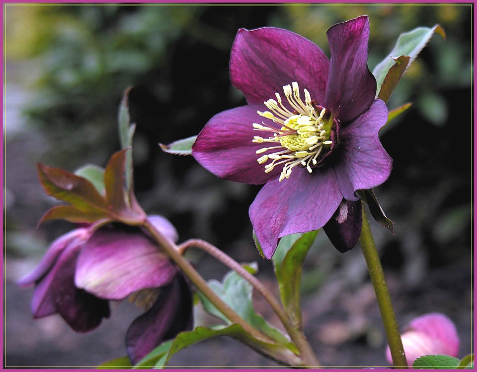 Eine Rose im März