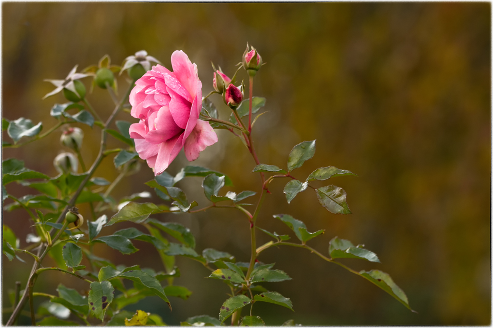 eine Rose im November