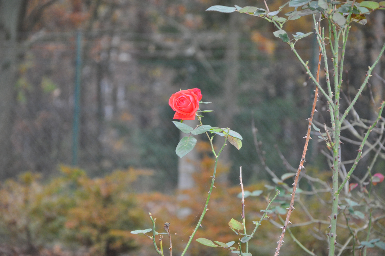 Eine Rose im November