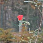 Eine Rose im November