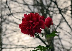Eine Rose im November