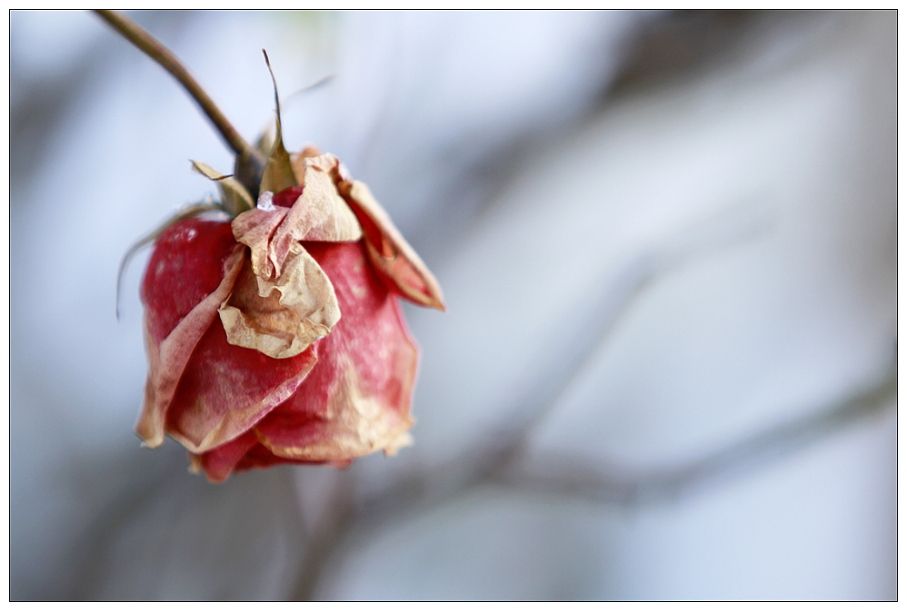 Eine Rose im Schnee