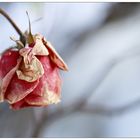 Eine Rose im Schnee