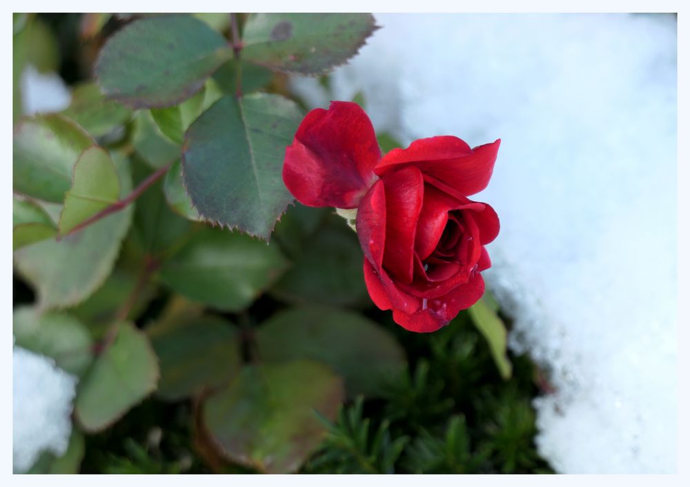 Eine Rose im Schnee