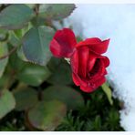 Eine Rose im Schnee