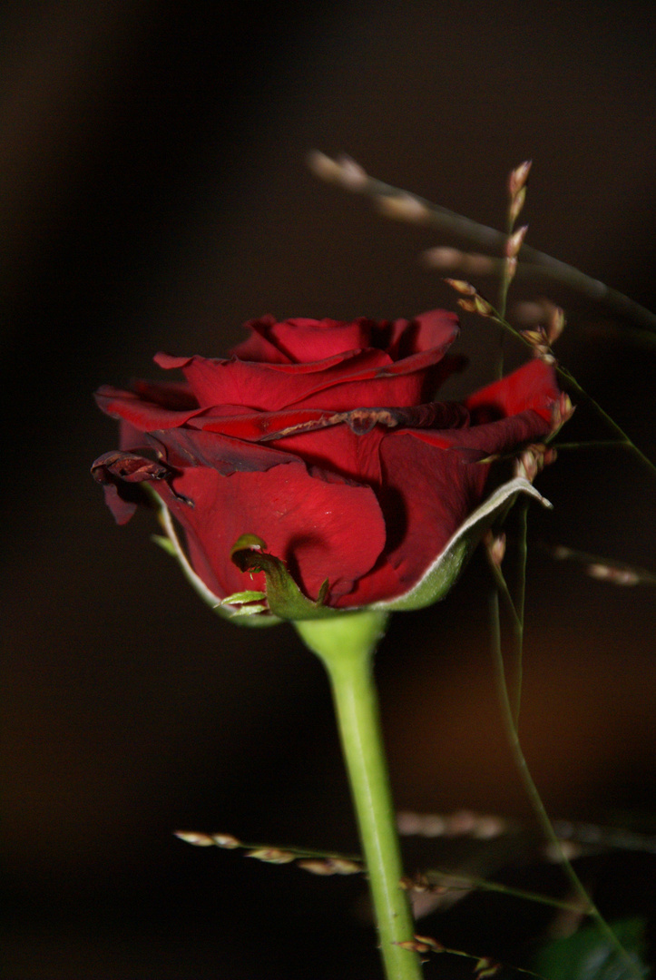 Eine Rose in der Nacht