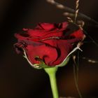 Eine Rose in der Nacht