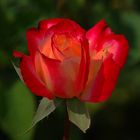Eine Rose in der Serei # Una rosa en el serrallo