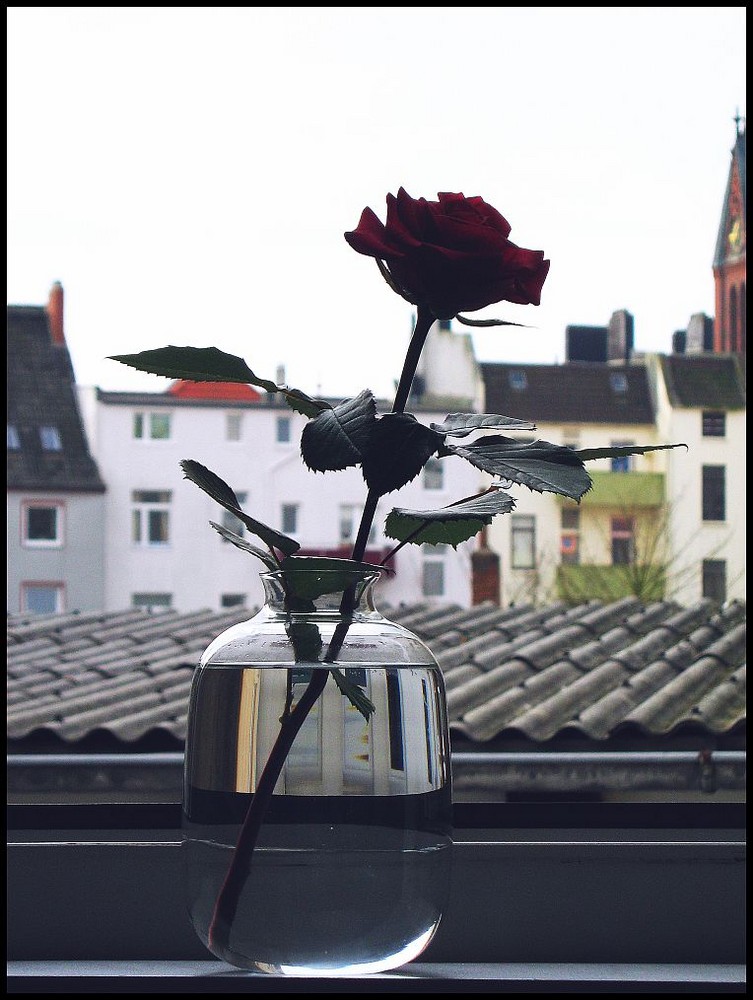Eine Rose in der Vase