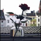 Eine Rose in der Vase