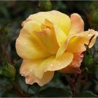 Eine Rose in Gelb