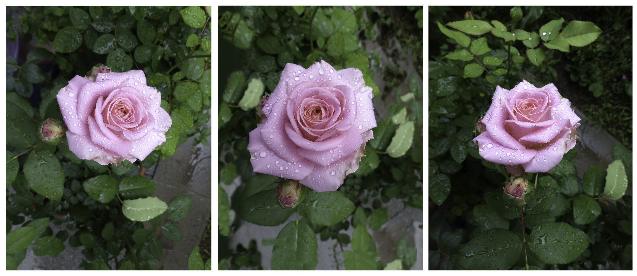 Eine Rose in meinem Garten  ist es mir wie die  Welt volle Freude 