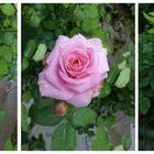 Eine Rose in meinem Garten  ist es mir wie die  Welt volle Freude 