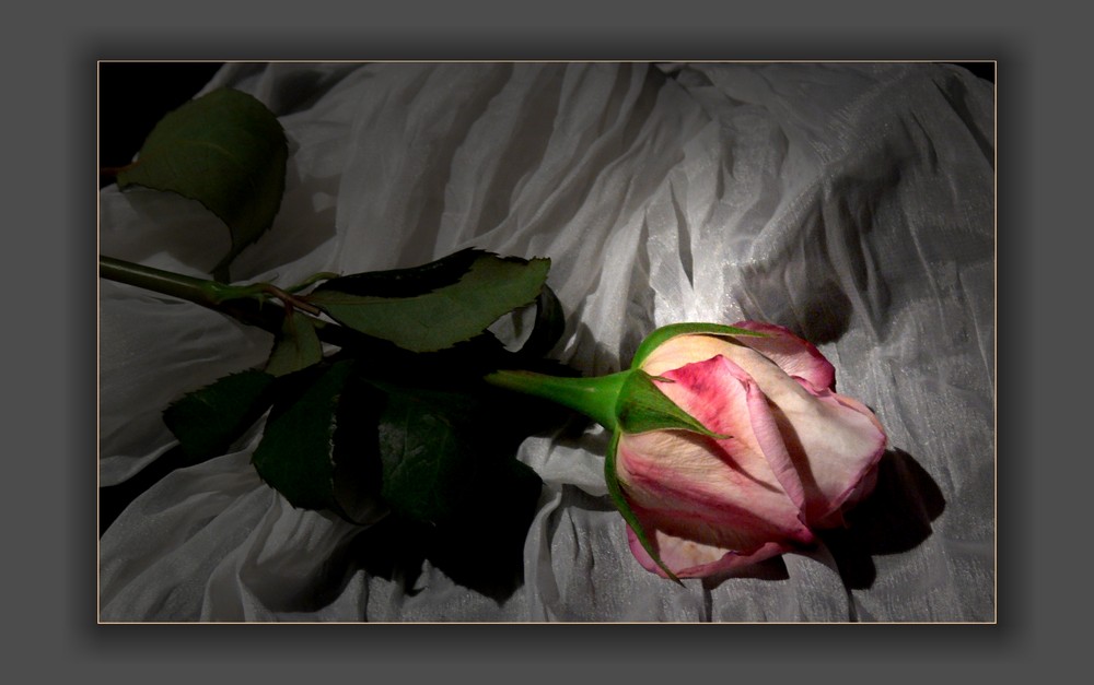 Eine Rose ist...