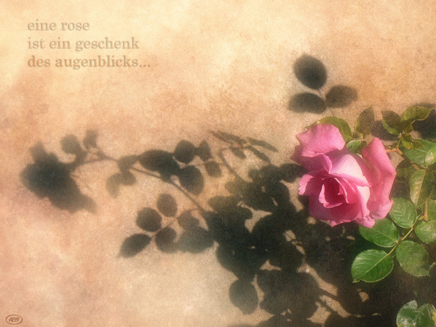 Eine Rose ist ein Geschenk des Augenblicks...