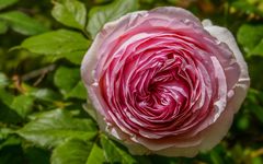 Eine Rose ist eine...