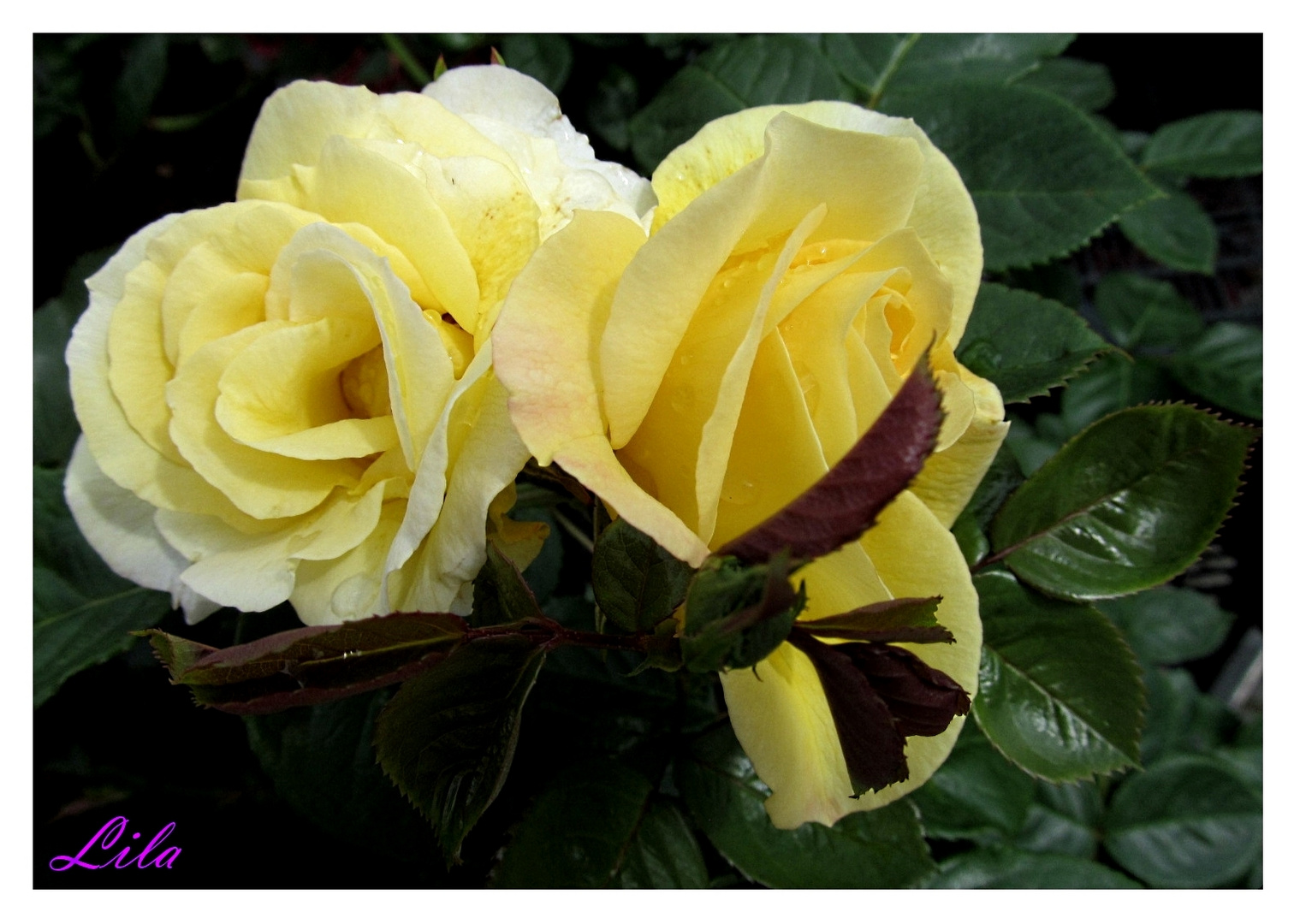 eine Rose ist eine Rose Foto & Bild gelb, blumen, pflanzen Bilder auf