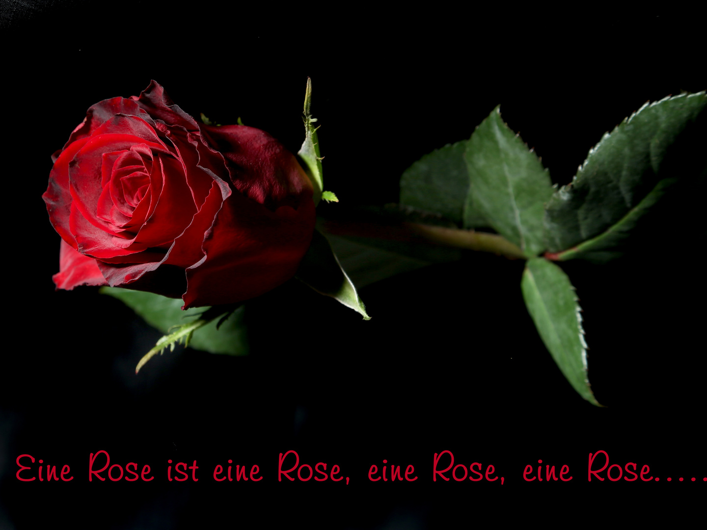 Eine Rose ist eine Rose............