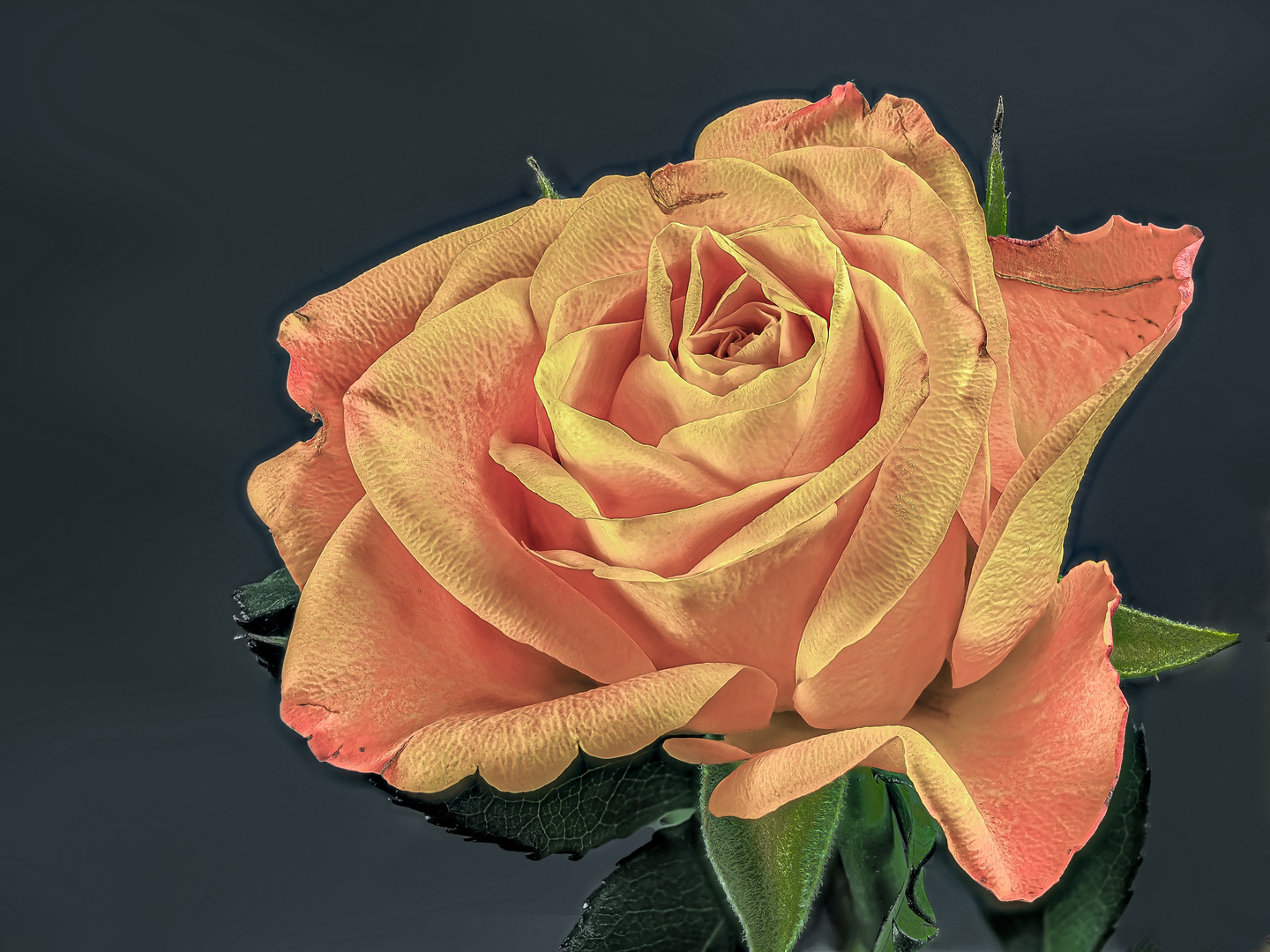 Eine Rose ist eine Rose Foto & Bild spezial, makro, natur Bilder auf Eine Rose ist eine Rose Foto & Bild spezial, makro, natur Bilder auf