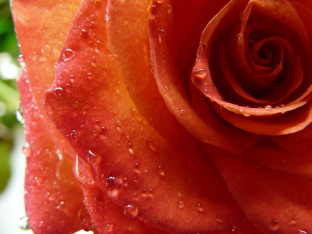 Eine Rose ist eine Rose eine Rose... Foto & Bild naturkreativ, aufnahmetechniken, natur