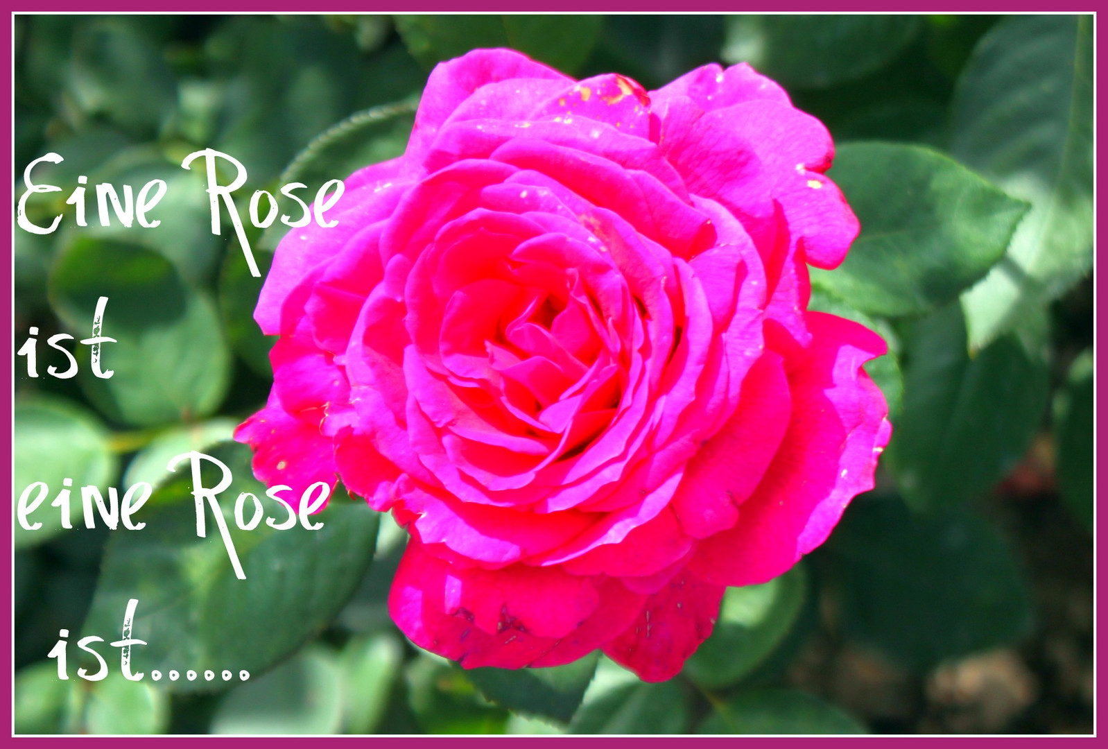 Eine Rose ist eine Rose ist....