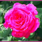 Eine Rose ist eine Rose ist....