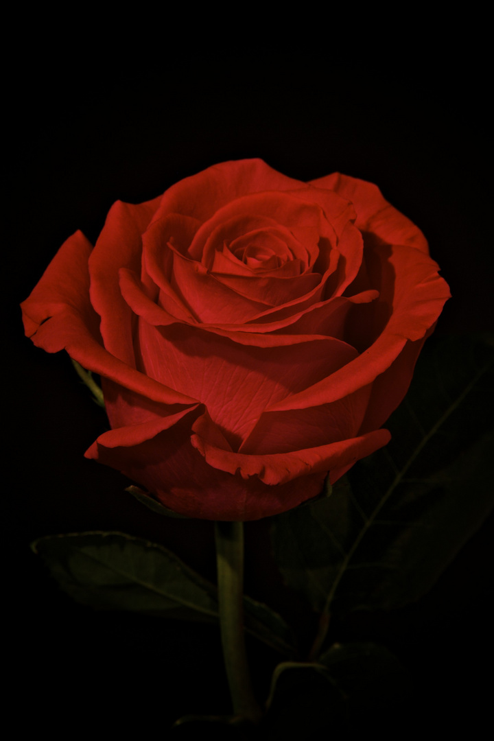 Eine Rose ist eine Rose ist eine..... Foto & Bild pflanzen, pilze & flechten, blüten