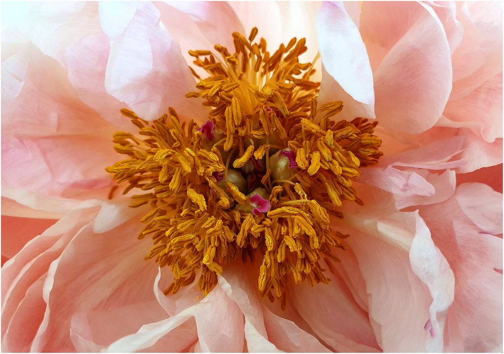 Eine Rose ist eine Rose ist eine Pfingstrose Foto & Bild blumen, rosa, rose Bilder auf