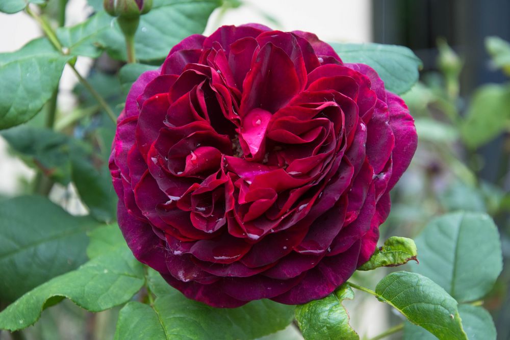 Waltis Sunnehüsli Rosen richtig schneiden!