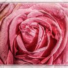 EINE ROSE IST EINE ROSE IST EINE ROSE........