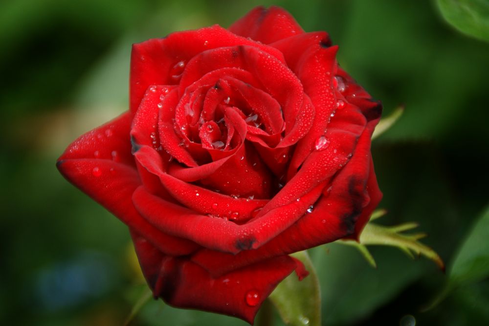 * Eine Rose ist eine Rose, ist eine Rose * Foto & Bild naturkreativ, rot, natur Bilder auf * Eine Rose ist eine Rose, ist eine Rose * Foto & Bild naturkreativ, rot, natur Bilder auf