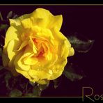 | eine rose ist eine rose ist eine rose ... |