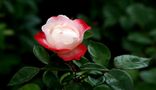 eine Rose ist eine Rose, ist eine Rose.......... von charles r 