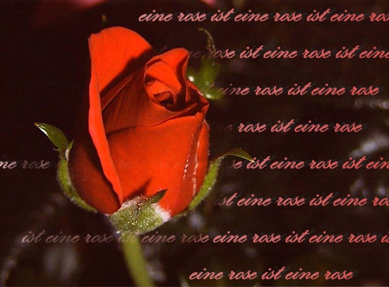 eine rose ist eine rose ist eine rose ist Foto & Bild pflanzen, pilze & flechten, blüten