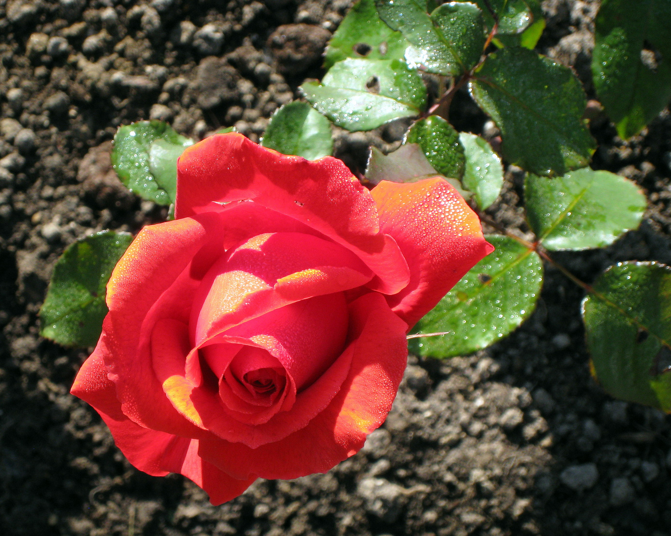 "(Eine) Rose ist eine Rose ist eine Rose ist eine Rose." (G. Stein) ...