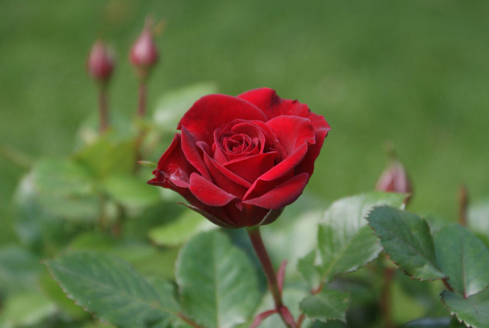 Eine Rose ist eine Rose....ist eine Rose ;) Foto & Bild pflanzen, pilze & flechten, garten Eine Rose ist eine Rose....ist eine Rose ;) Foto & Bild pflanzen, pilze & flechten, garten
