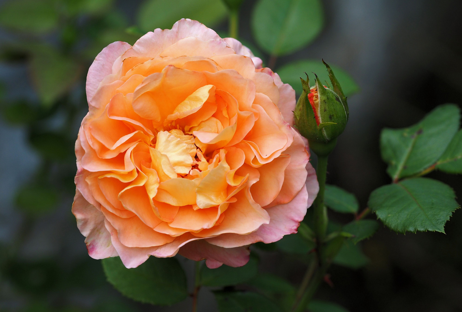 Eine Rose.ist eine Rose....ist eine Rose.... Foto & Bild natur, blumen, pflanzen Bilder
