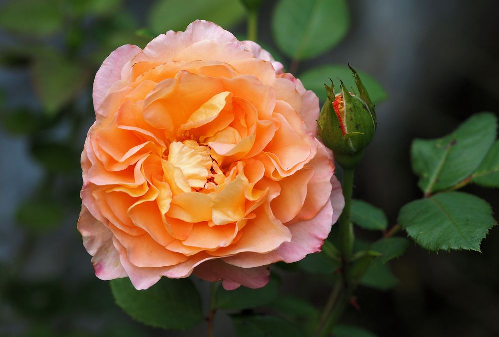 Eine Rose.ist eine Rose....ist eine Rose.... Foto & Bild natur