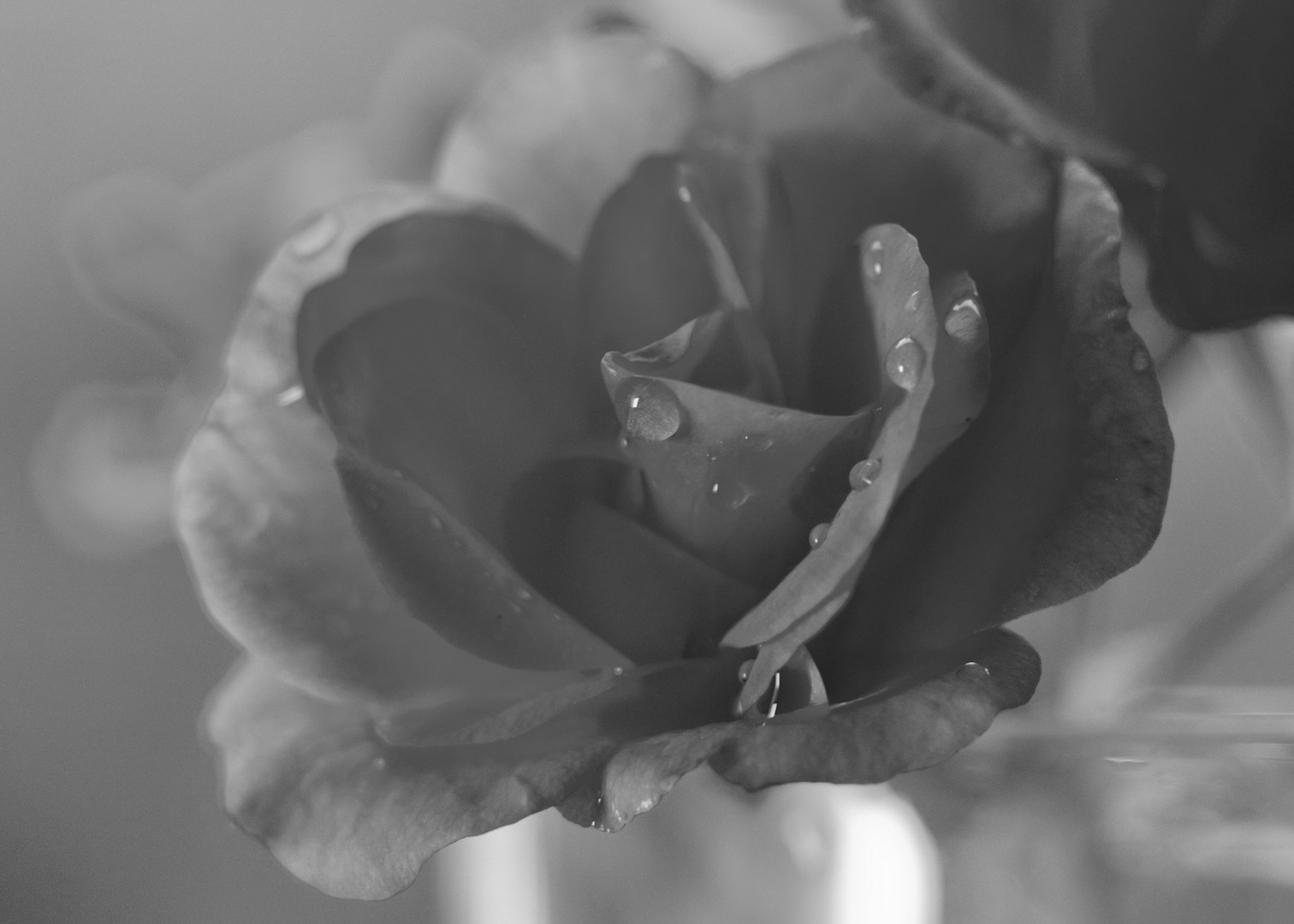 eine rosé ist mehr als ein Garten voller Blumen