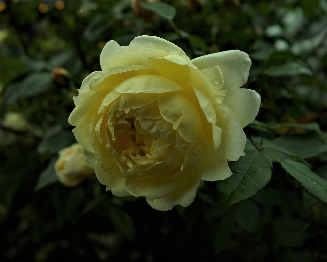Eine Rose kurz nach dem Regen..