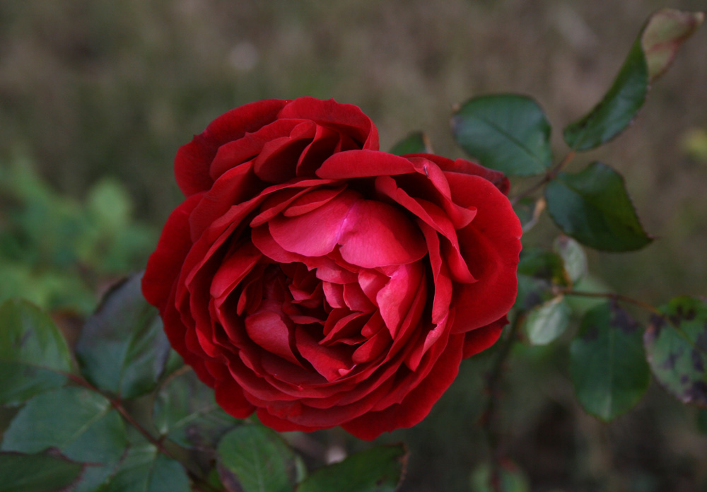 Eine Rose macht noch keinen Sommer