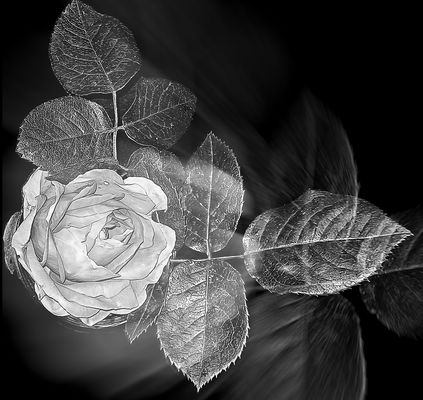 EINE ROSE MACHT NOCH KEINEN SOMMER...