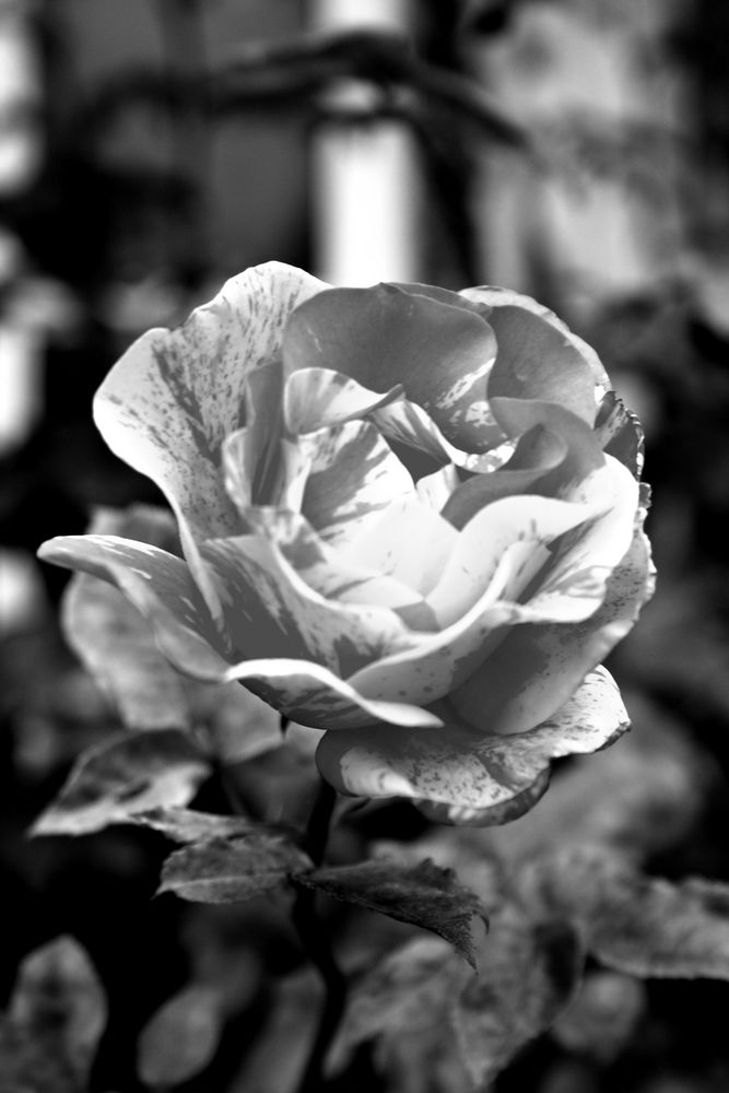 Eine Rose mal anders... von Yvi G. 