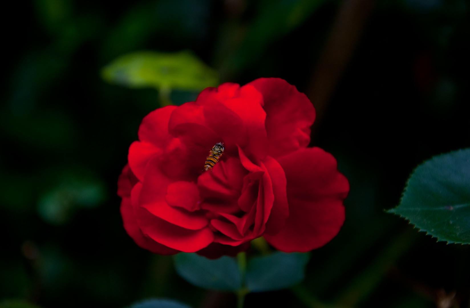 Eine Rose mit Besuch