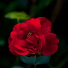 Eine Rose mit Besuch