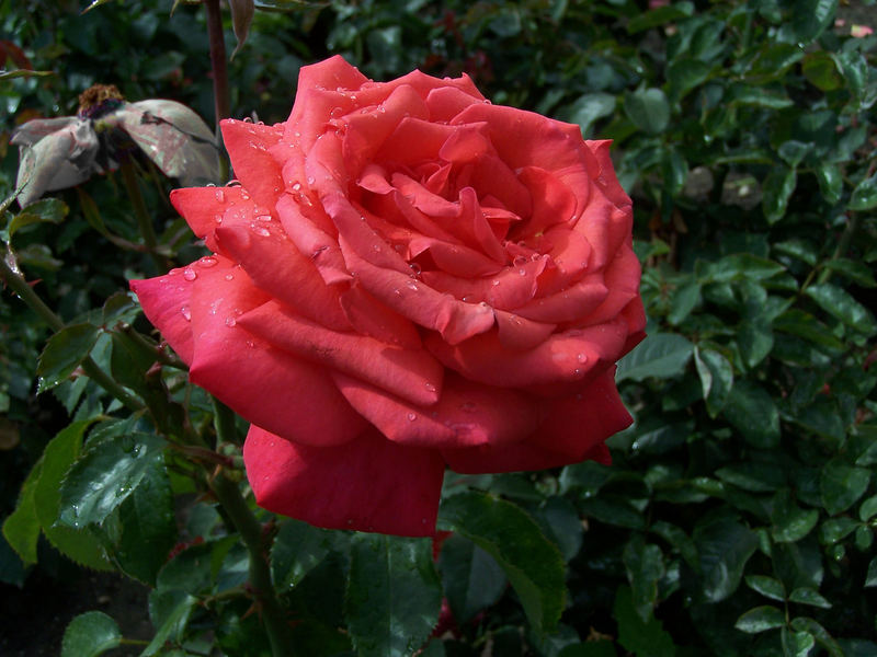 Eine Rose nach dem Regen