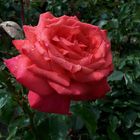 Eine Rose nach dem Regen