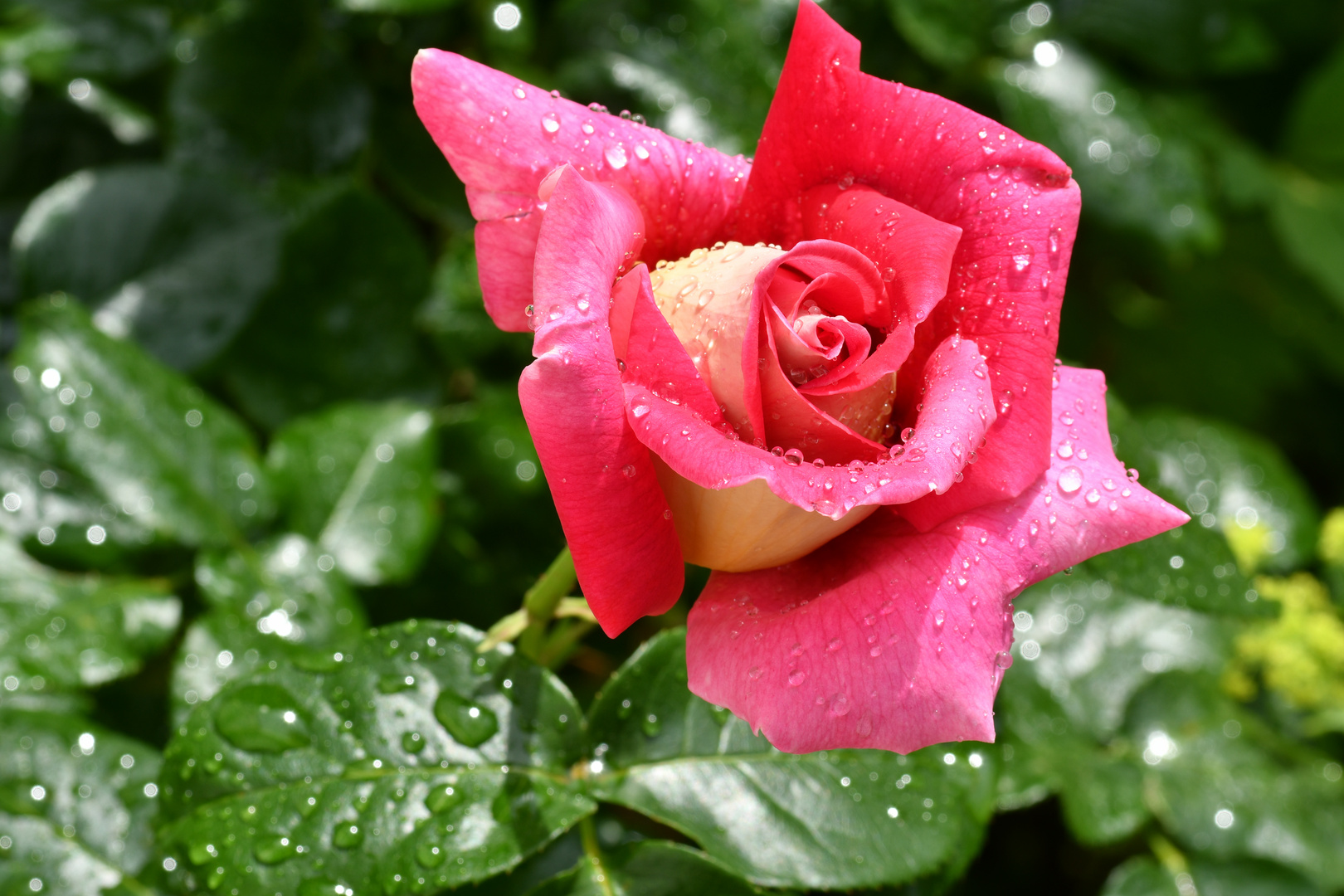 Eine Rose nach dem Regen