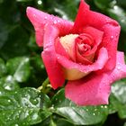 Eine Rose nach dem Regen